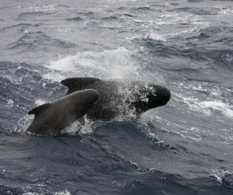 Long-Finned Pilot Whale photo