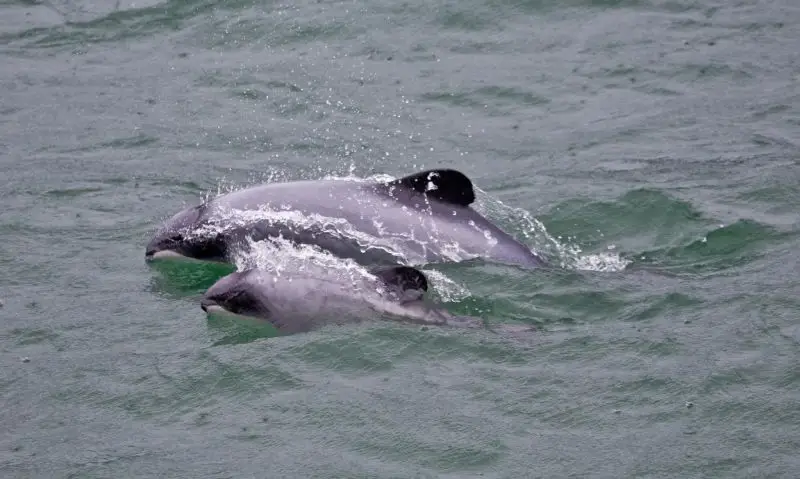 Hector's dolphins, Akaroa harbour