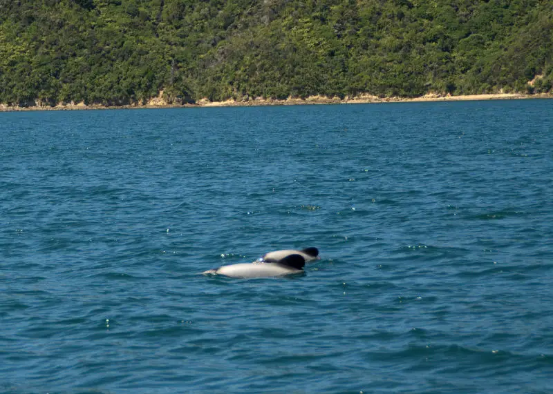 Hector's Dolphins in Picton
