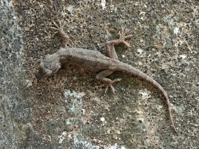 Leschenault's leaf-toed gecko, also known as Indian Bark Gecko