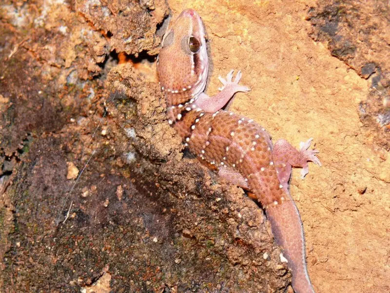 Termite Hill Gecko (Hemidactylus triedrus ) an Indian gecko