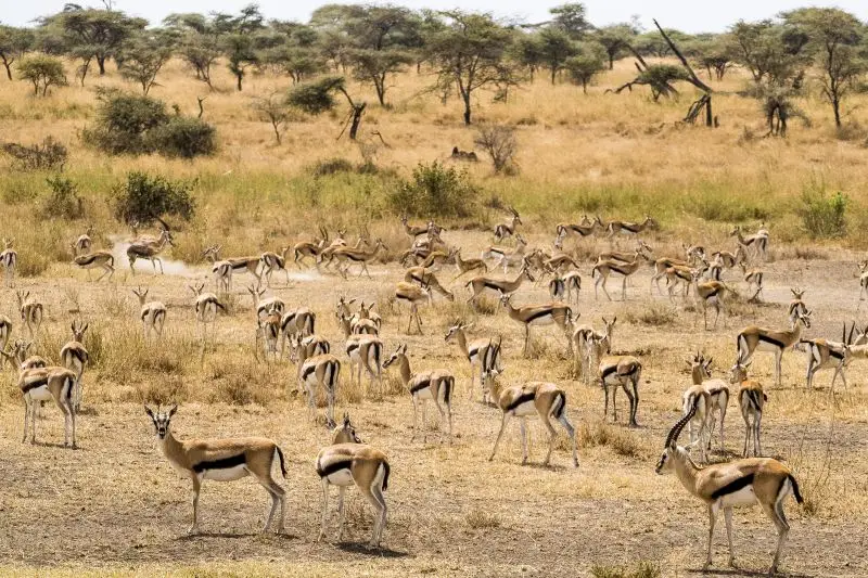 Herd of Thomson's Gazelles / Masai Mara / Kenya