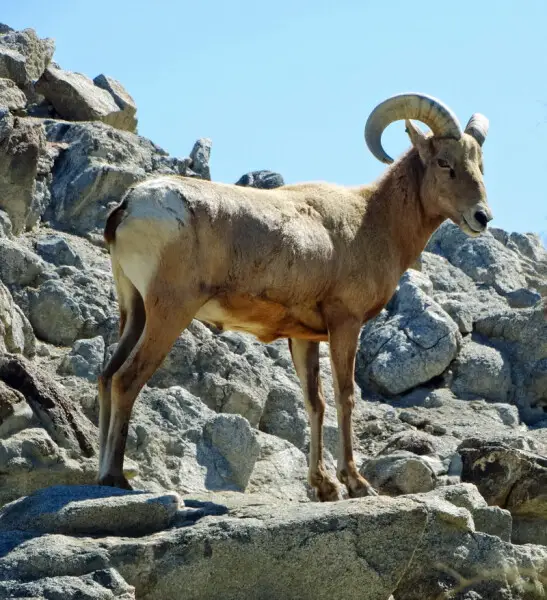 (1 in a multiple picture album)
This guy lives high up in the rocks of the Santa Rosa Mountains near Palm Desert, CA. He had come down to keep an eye on his girls when I got a picture of him.