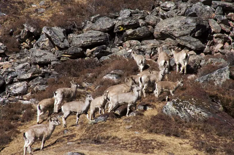 Himalayan goral