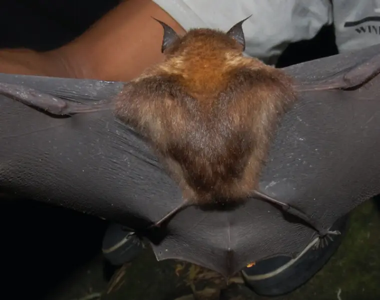 Intermediate Roundleaf Bat (Hipposideros larvatus), forearm 60mm.  Back view.  From Lampung, Southern Sumatra.