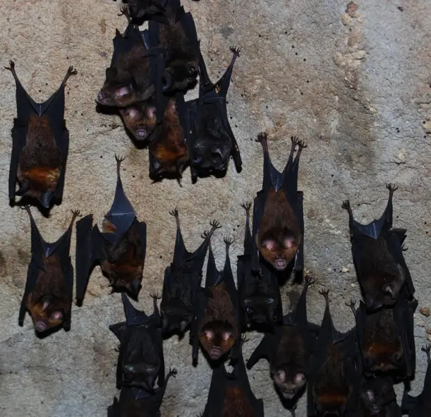 Intermediate Roundleaf Bat (Hipposideros larvatus) roosting flock in a cave.  From Lampung, Southern Sumatra.