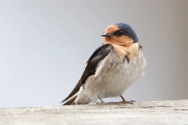 Welcome swallow - Facts, Diet, Habitat & Pictures on Animalia.bio