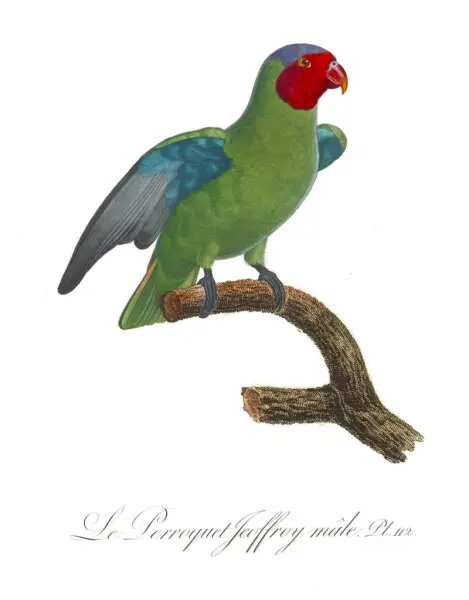 Le Perroquet Jeoffroy male. Pl. 112 - Geoffroyus geoffroyi