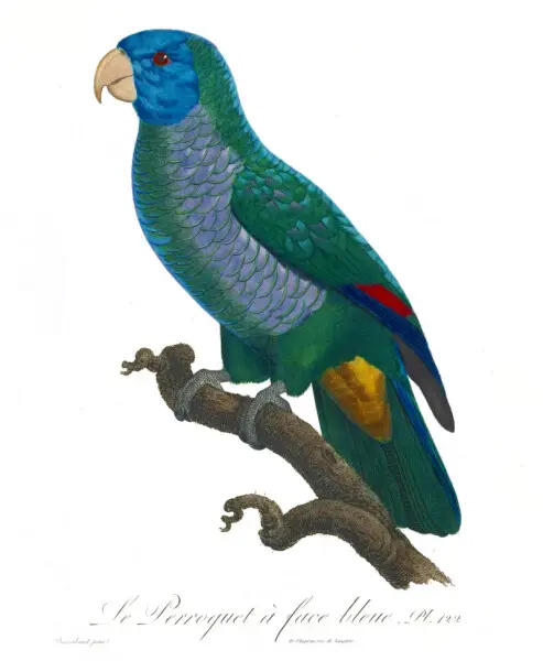 Le Perroquet a face bleue Pl. 122 - Amazona versicolor