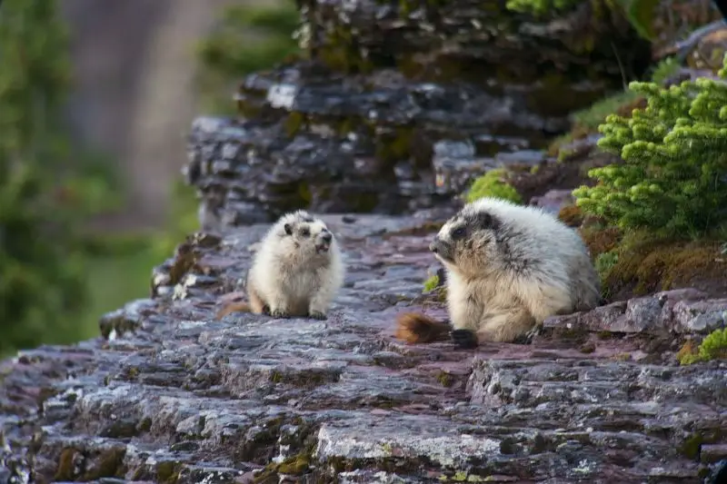Hoary Marmots on Logan Pass