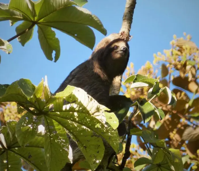 Hoffman's Two-toed Sloth. Choloepus hoffmanni in Cecropia tree