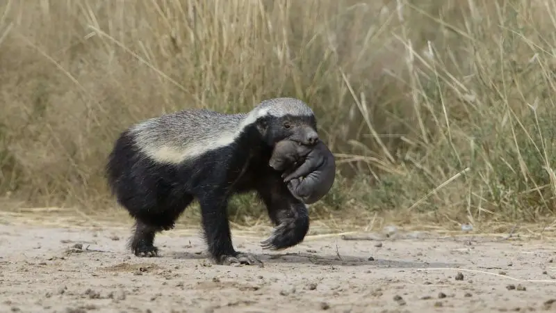 Honey badger, Mellivora capensis, carrying young pup in her mouth at Kgalagadi Transfrontier Park, Northern Cape, South Africa