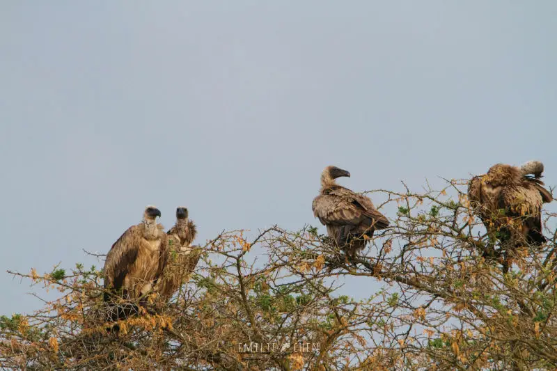 Hooded Vultures (Necrosyrtes monachus)