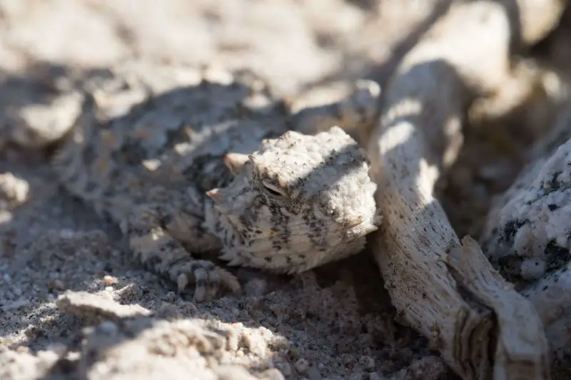 Desert Horned Lizard - Facts, Diet, Habitat & Pictures on Animalia.bio