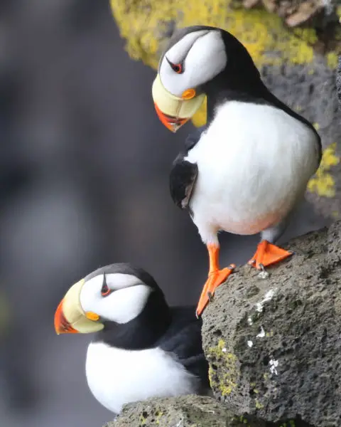 Horned Puffins