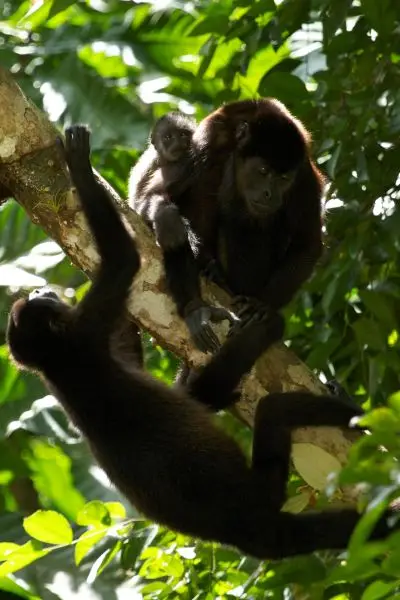 Howler monkey with baby