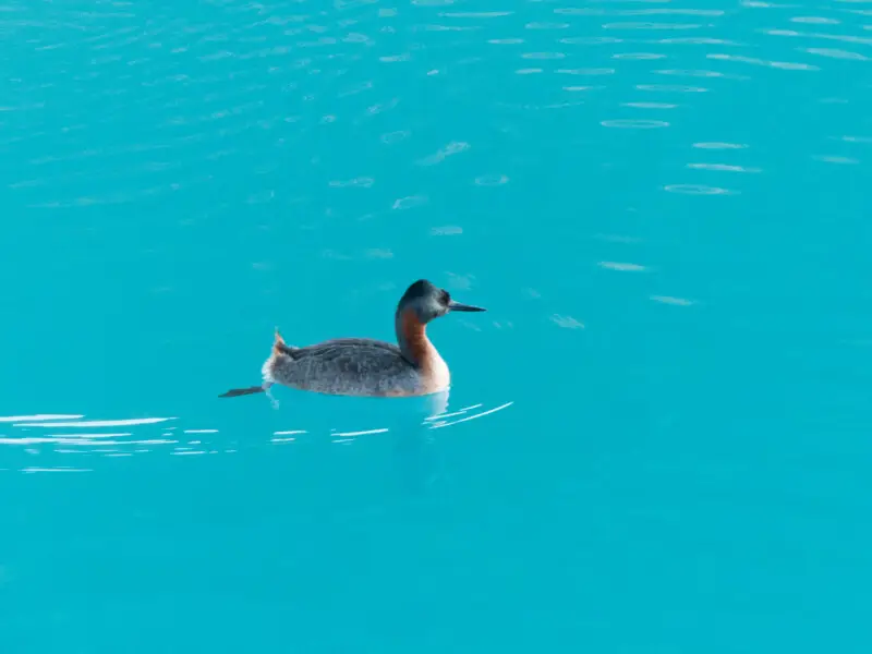 500px provided description: Podiceps major [#duck ,#lake ,#water ,#blue ,#animals ,#animal ,#fauna ,#patagonia ,#lagoon ,#torres del paine ,#chile ,#nofilter]