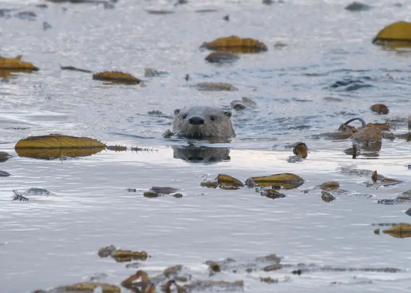 Southern River Otter photo