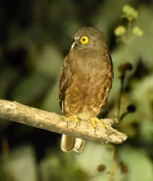 Hume's Hawk-owl Ninox obscura, Chidiya Tapu, Andamans.