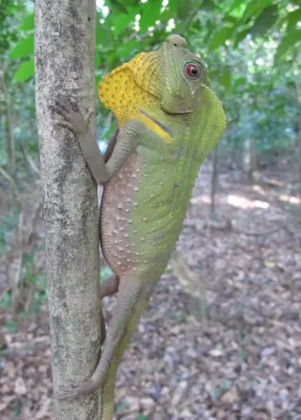 Hump-nosed Lizard, Lyriocephalus scutatus, Sri Lanka