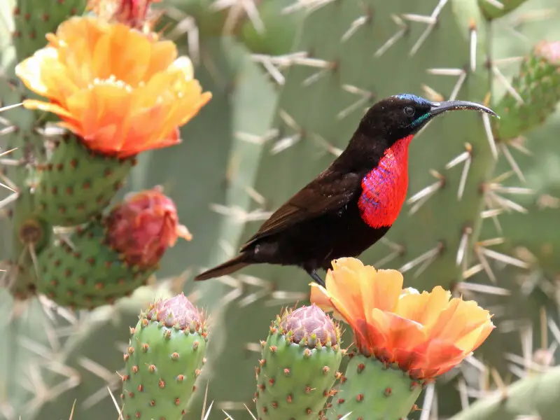 Male Hunter's Sunbird (Chalcomitra hunteri) - Nairobi National Park, Kenya.