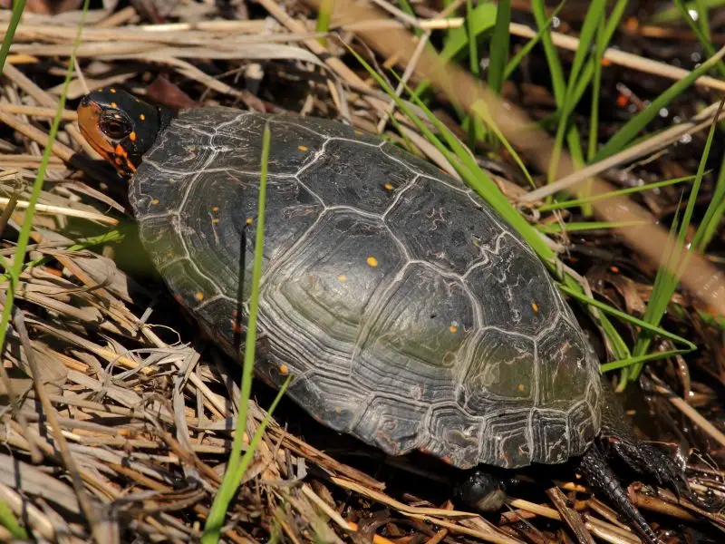 Huntley Meadows Spotted Turtle