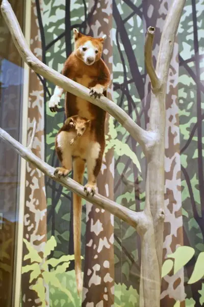 Huon Tree Kangaroo