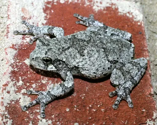 Cope's gray treefrog