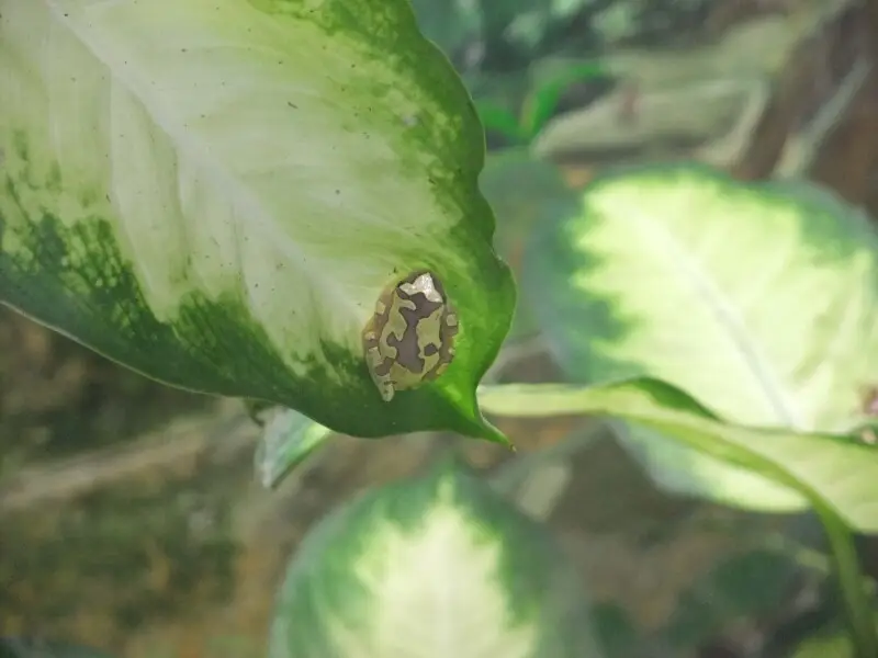 Dendropsophus ebraccatus Fatti, dieta, habitat e immagini su Animalia.bio