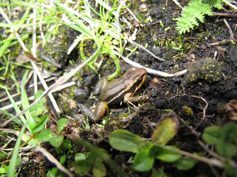 Hyloxalus anthracinus Facts, Diet, Habitat & Pictures on Animalia.bio