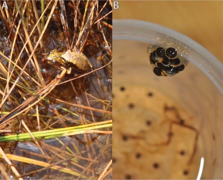 Hyperolius castaneus Fatti, dieta, habitat e immagini su Animalia.bio