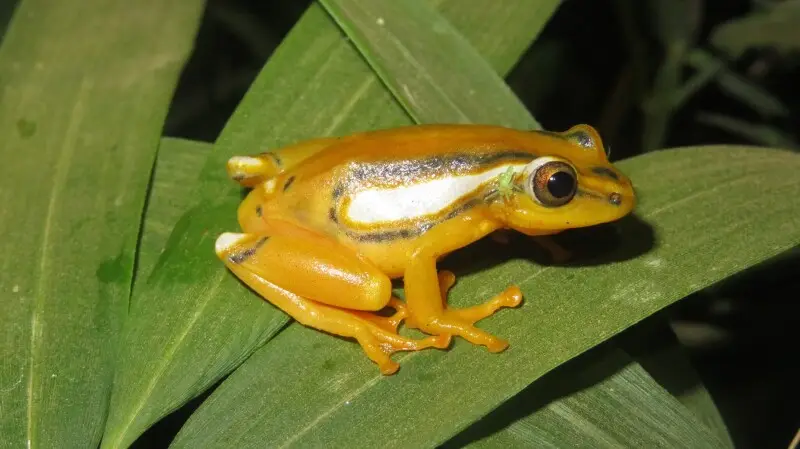 Shimba Hills Reed Frog (Hyperolius rubrovermiculatus)