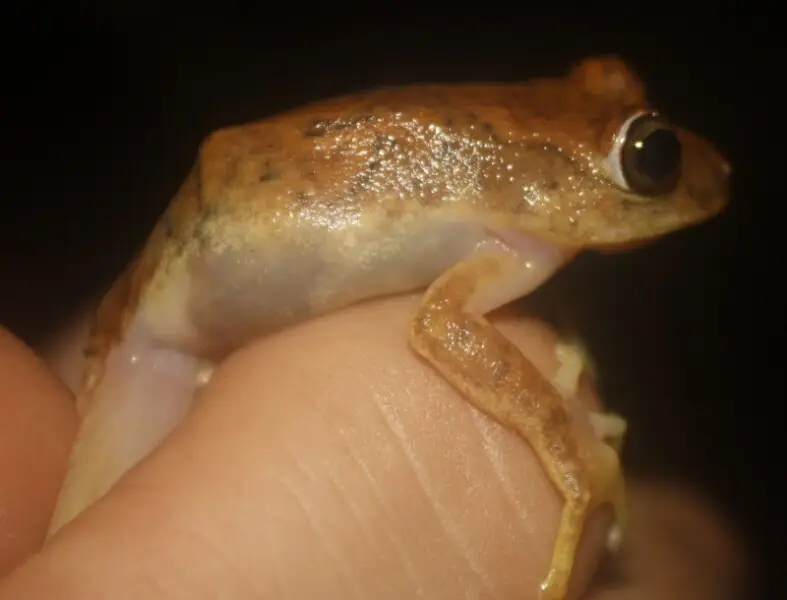 Nimba Reed Frog (Hyperolius zonatus)
