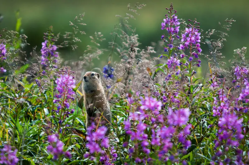 I Am a Fireweed- Arctic Ground Squirrel