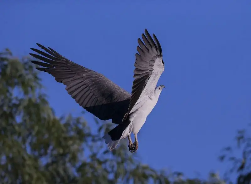 White-Bellied Sea Eagle photo