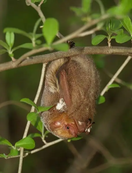 Eastern Red Bat photo