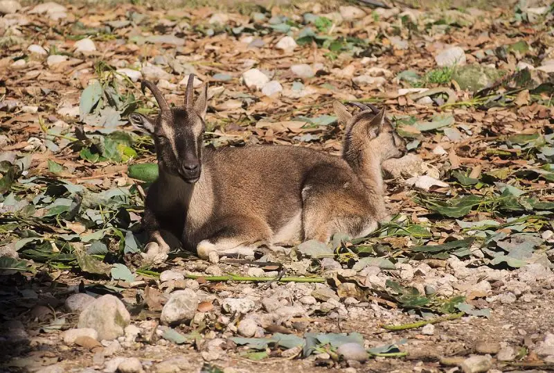 Wild Goat photo