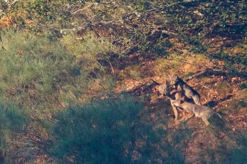 Iberian Wolf pups stimulating the alpha female to regurgitate some meat 2