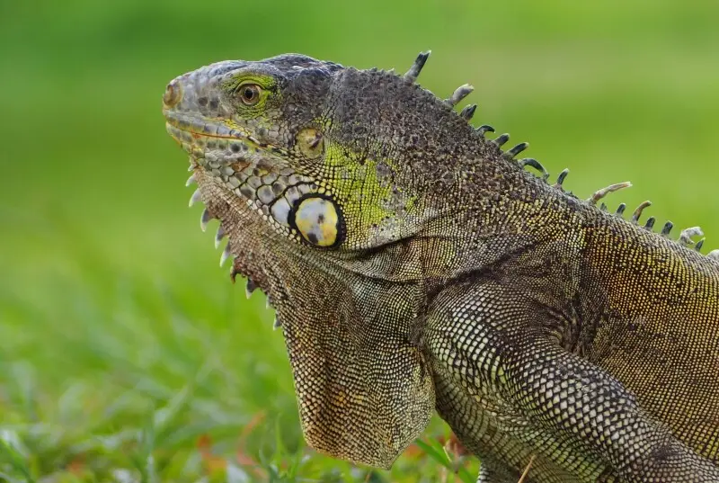 Lesser Antillean iguana - Facts, Diet, Habitat & Pictures on Animalia.bio