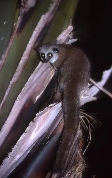 Greater Dwarf Lemur photo
