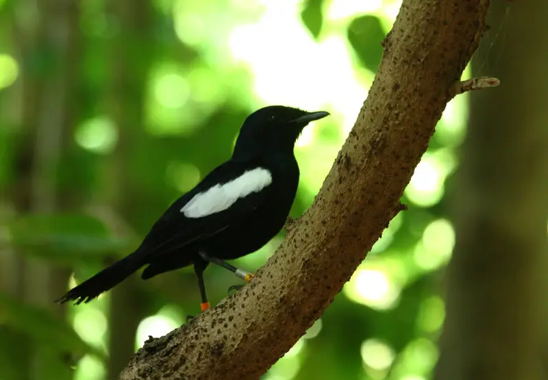 Oiseau sur l'Ile Aride aux Seychelles
