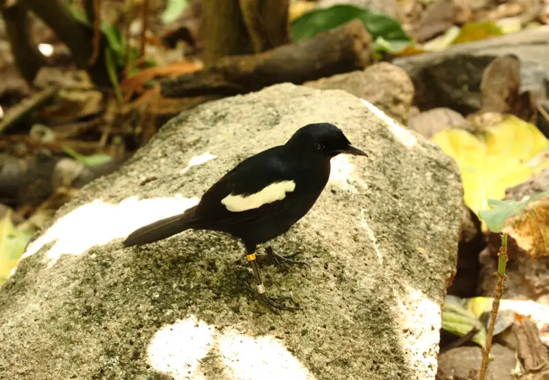 Oiseau sur l'Ile Aride aux Seychelles