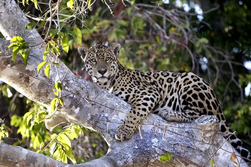 Jaguar Facts, Diet, Habitat & Pictures on Animalia.bio