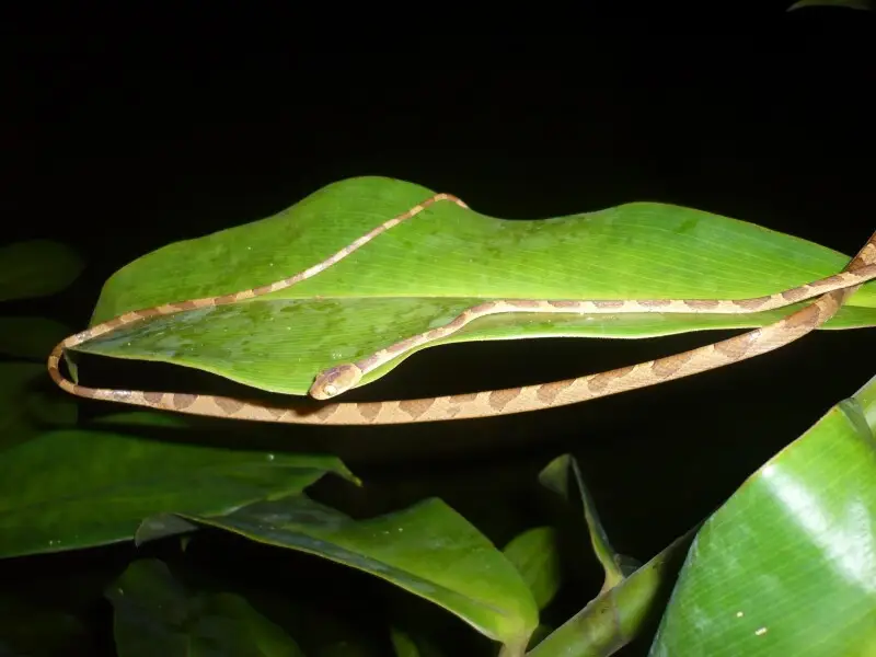 Imantodes lentiferus in Madre de Dios, Peru.