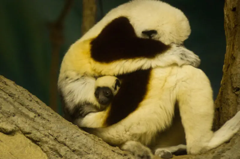 IMGP1891-1: Valentine's Day in the zoo
