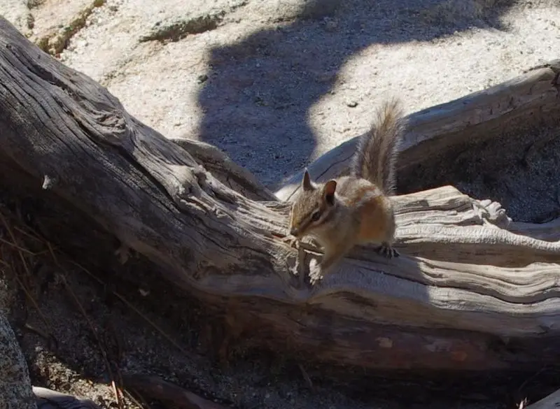 IMGP6910 cr Bird Food - Golden Mantled Ground Squirrel? Yellow Pine Chipmunk? Okay - I think I know - it's a Merriam's Chipmunk