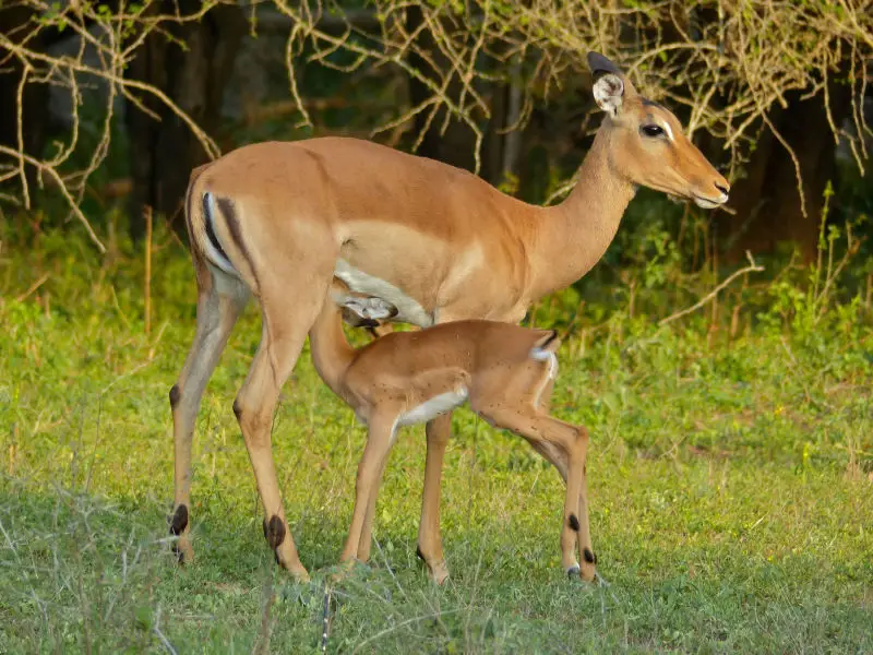Impalas (Aepyceros melampus) female and young