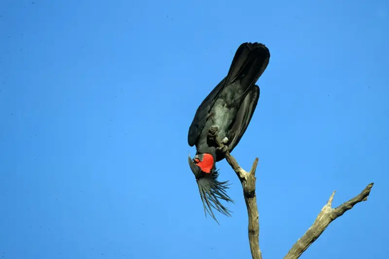 Palm Cockatoo photo