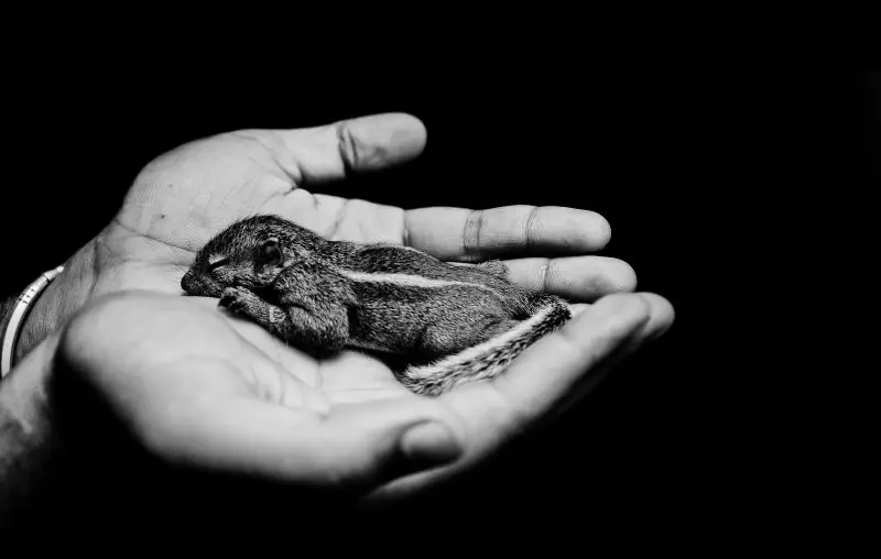 In Safe Hands