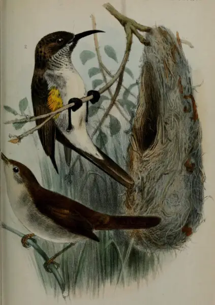 Joseph Smit's depictions of the Socotra Warbler and Socotra Sunbird, from their description in the Proceedings of the Scientific Meetings of the Zoological Society of London